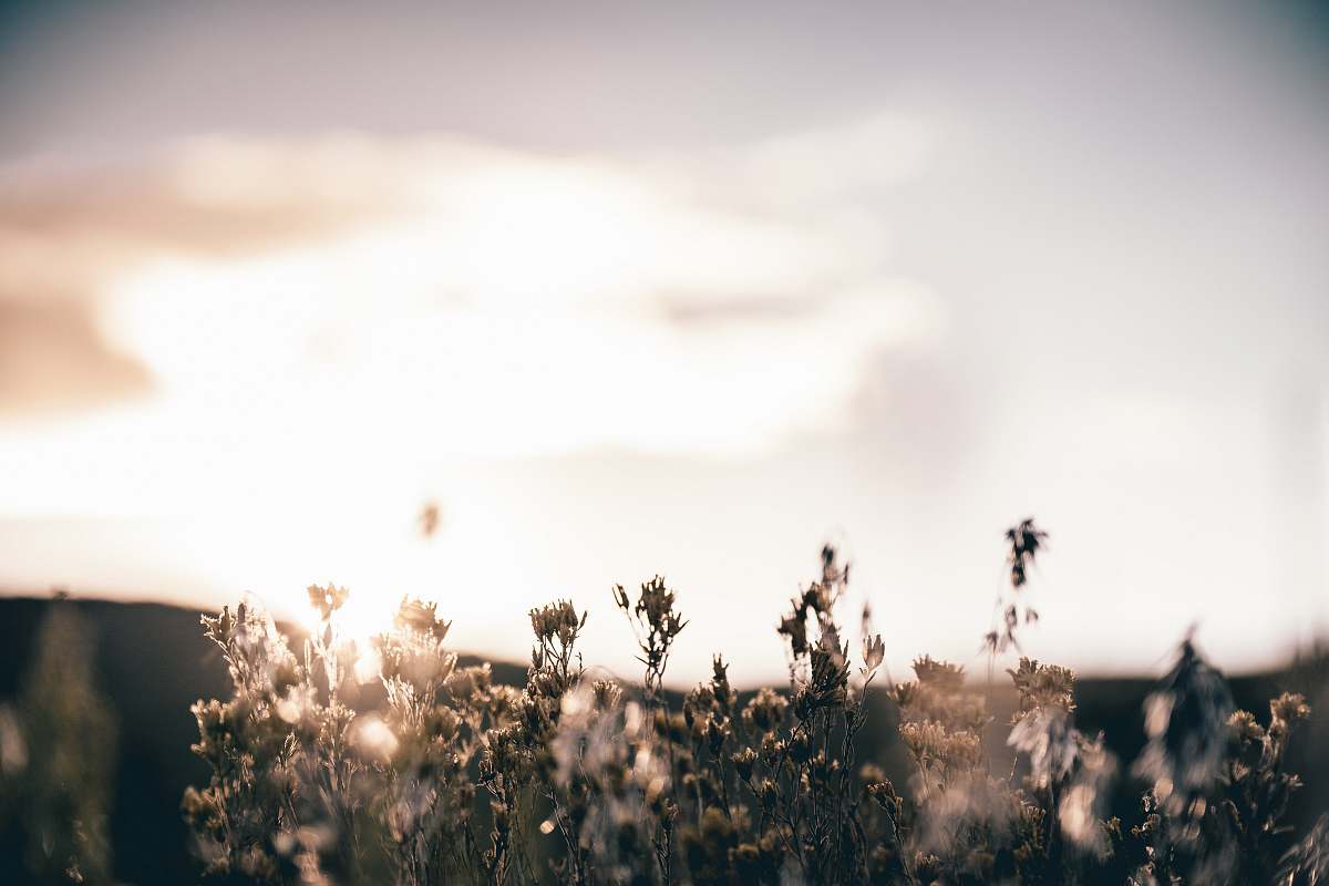 evans canyon loop sephia selective focus photography of petaled flowers reno
